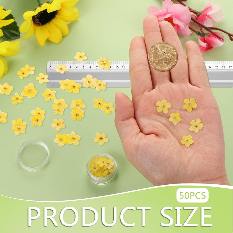 DREMISI Forget Me Not Dried Flowers, 50Pcs Don't Forget Me Dried Flowers Natural Dried Pressed Flowers with Forceps for Resin Jewelry Making Candle Nail Art Flower Ornaments Paper Making Supplies - Image 2